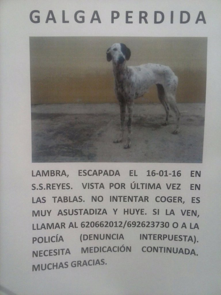 Edurnity's tweet photo. Se ha perdido la galga de mi amigo Jorge @plastimino Ojalá con vuestra ayuda puedan encontrarla!!!🙏🏼🙏🏼😢 https://t.co/PZ7MizgtJR