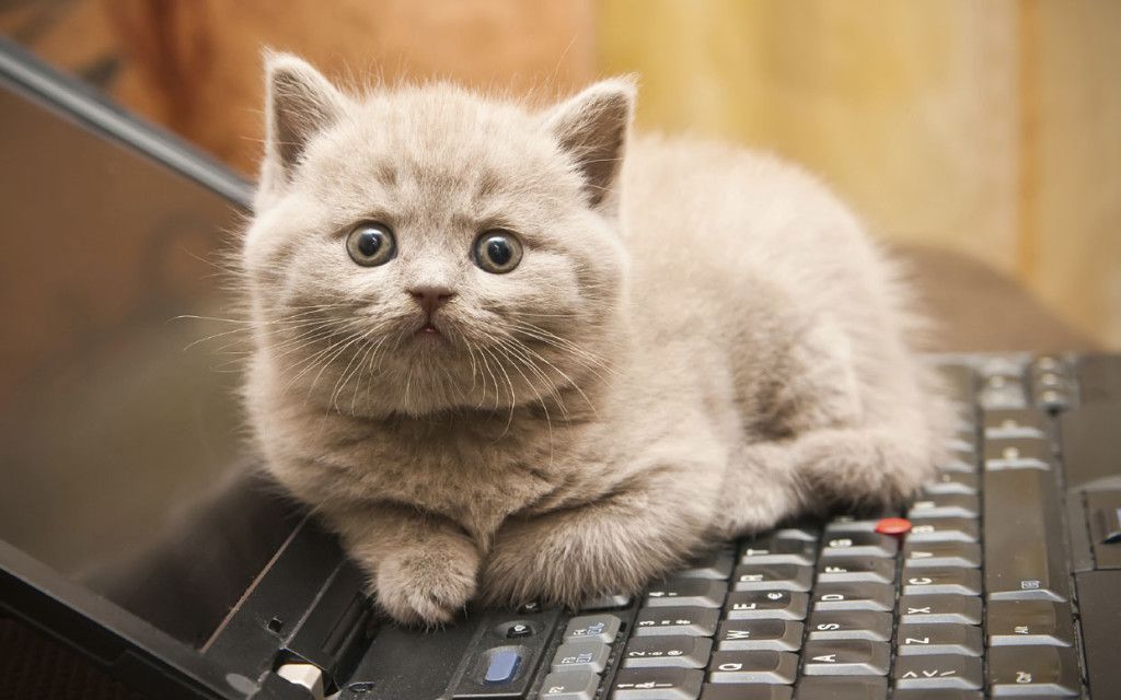 RSPCASutton's tweet image. Teacher: Why didn't you do your homework?
Me: Have you ever lived with a cat?