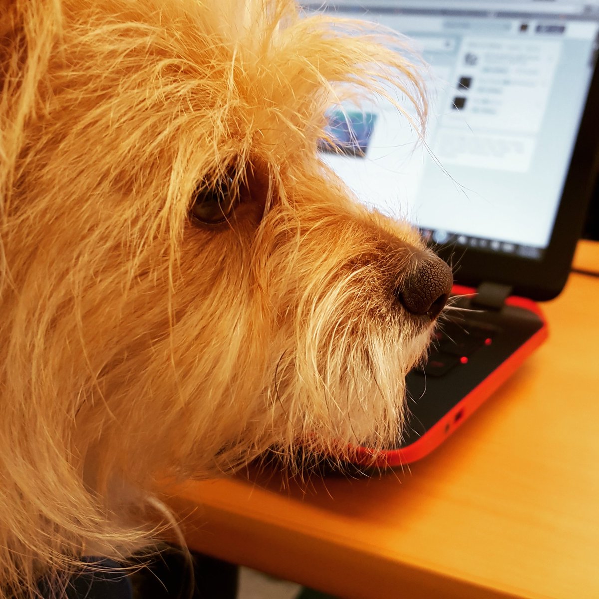 JaxsonSnax's tweet image. Twitter is hard #jaxsonsnax #cppcohort2