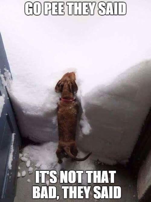 k9kayaks's tweet image. @LucyFan4 @DRAGOtheK9 @goEveyGo @sagekateri