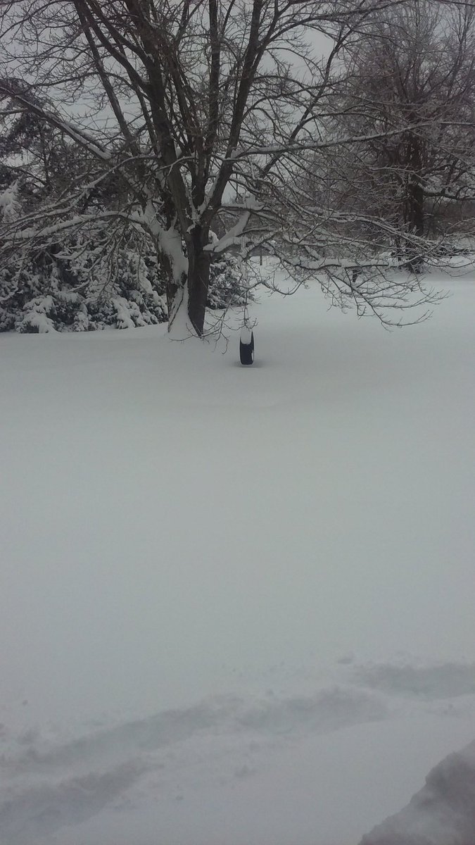 Ladydragoness71's tweet photo. JAN23 ❄ SNOW https://t.co/VCWdTIUKiC