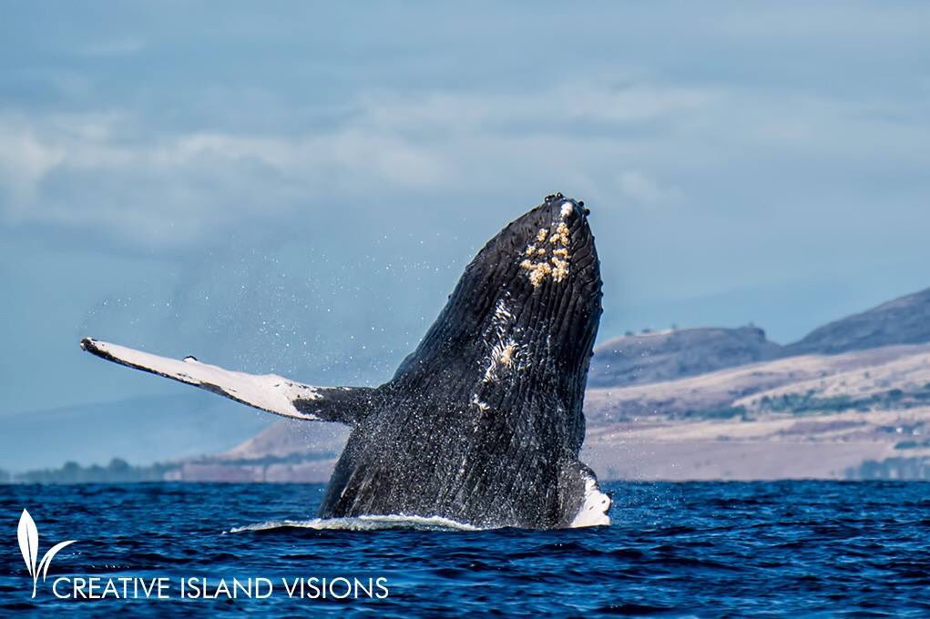 VacationGROM's tweet photo. Life on Maui 🌴🌊🐋❤️ #aloha #whale #beauty #airbnb #wanderlust #vacation #islandlife #paradise #blizzard2016 #girlboss https://t.co/YDzrlQhd6E
