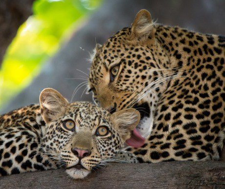 TravlWomble's tweet photo. 8 Top Tips For Planning A Zambia Safari https://t.co/dMH2SDNZ4k https://t.co/F5otnpIqYR