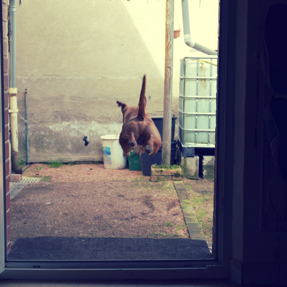 Doe_Lu's tweet photo. #dogjump.  #amstaff  #exildestitans  #bluefawn https://t.co/aHvUKlOrig