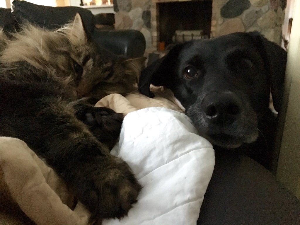 LensRoto's tweet photo. Newton and Duchess say #HelloToAlicia https://t.co/a6dn3vtYNP