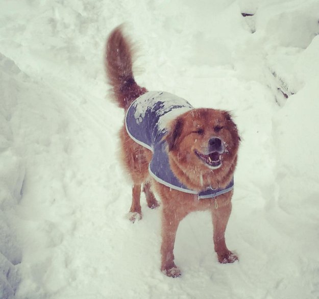BuzzFeed's tweet photo. 19 photos of dogs being adorable during the blizzard https://t.co/RrzbAHdZHX https://t.co/0hS6d03zrj