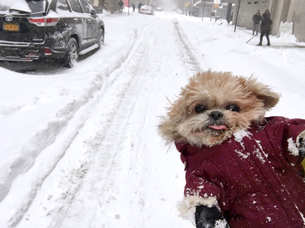 MarnieTheDog tweet picture