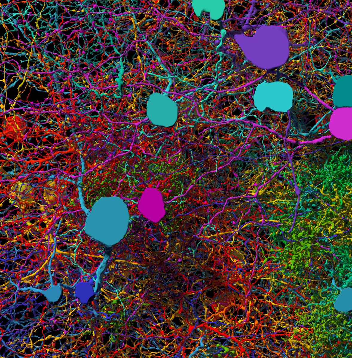 CerebellaDesign's tweet photo. Meet @eye_wire, a game #forscience whose image inspired #CelebratingBrains https://t.co/XHHir4tcT7 https://t.co/zn4uyAaiTx