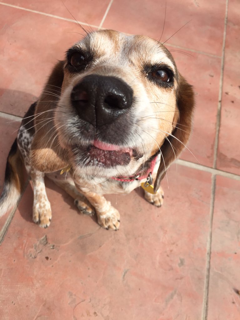 MissNorthernSub's tweet image. Muffy!