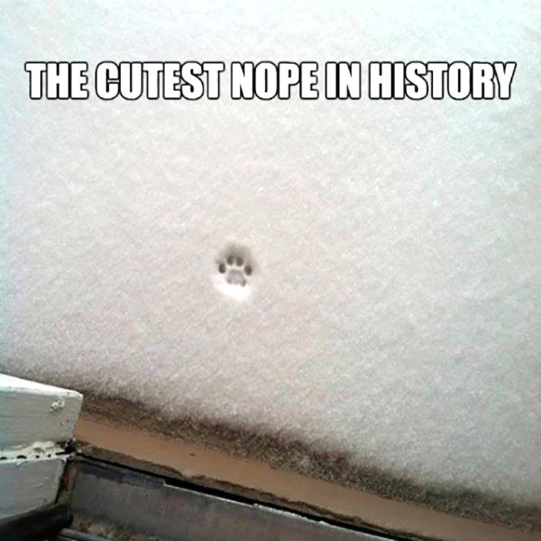 BoxedWholesale's tweet photo. โ๏ธ #winterstormjonas #reasonstoshopboxed https://t.co/DU6sITrfEP https://t.co/i29cNxNfTz