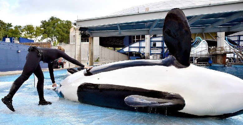 SeaWorldTT's tweet photo. If you see conservation, education &amp; caring in either of the first two pictures, then you need the third! #Blackfish https://t.co/j5ijXE1qi9