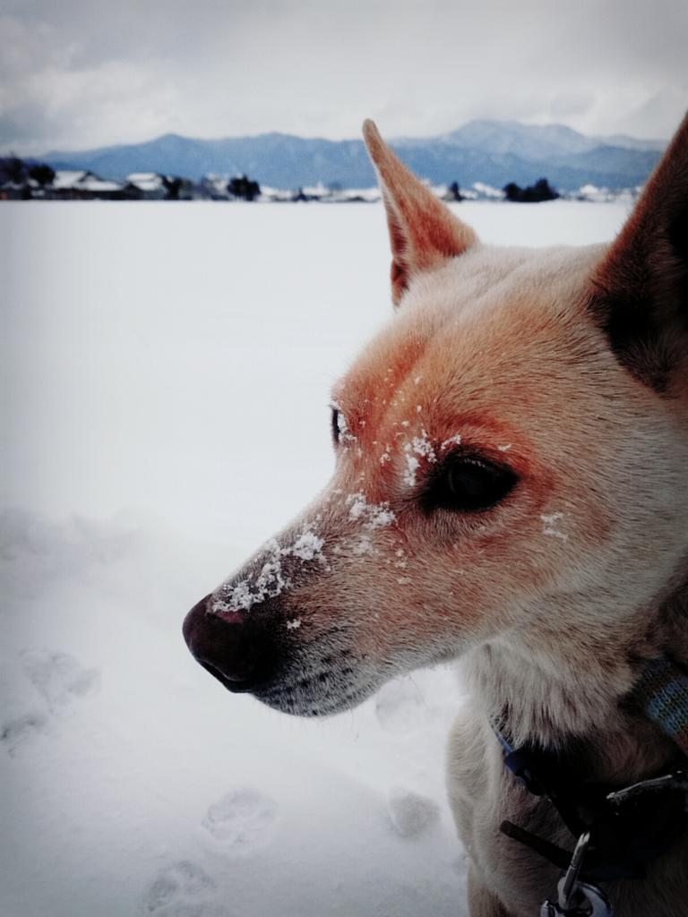 shiogi217's tweet photo. ころすけくんとお散歩🐶🐾
雪に興奮してころすけくんに
引っ張られてすべってこけてたら
置いて行かずに待っててくれた🐾🐶🐾🐶
相変わらずイケメンだな https://t.co/MF9B5surNS