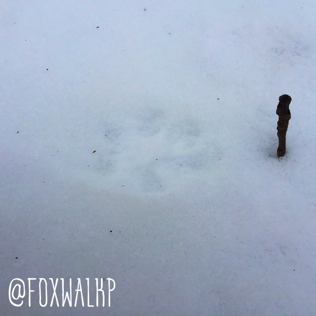 FoxwalkP's tweet photo. Tracked a fox today. My son had a blast. https://t.co/WgRHiLDHrE