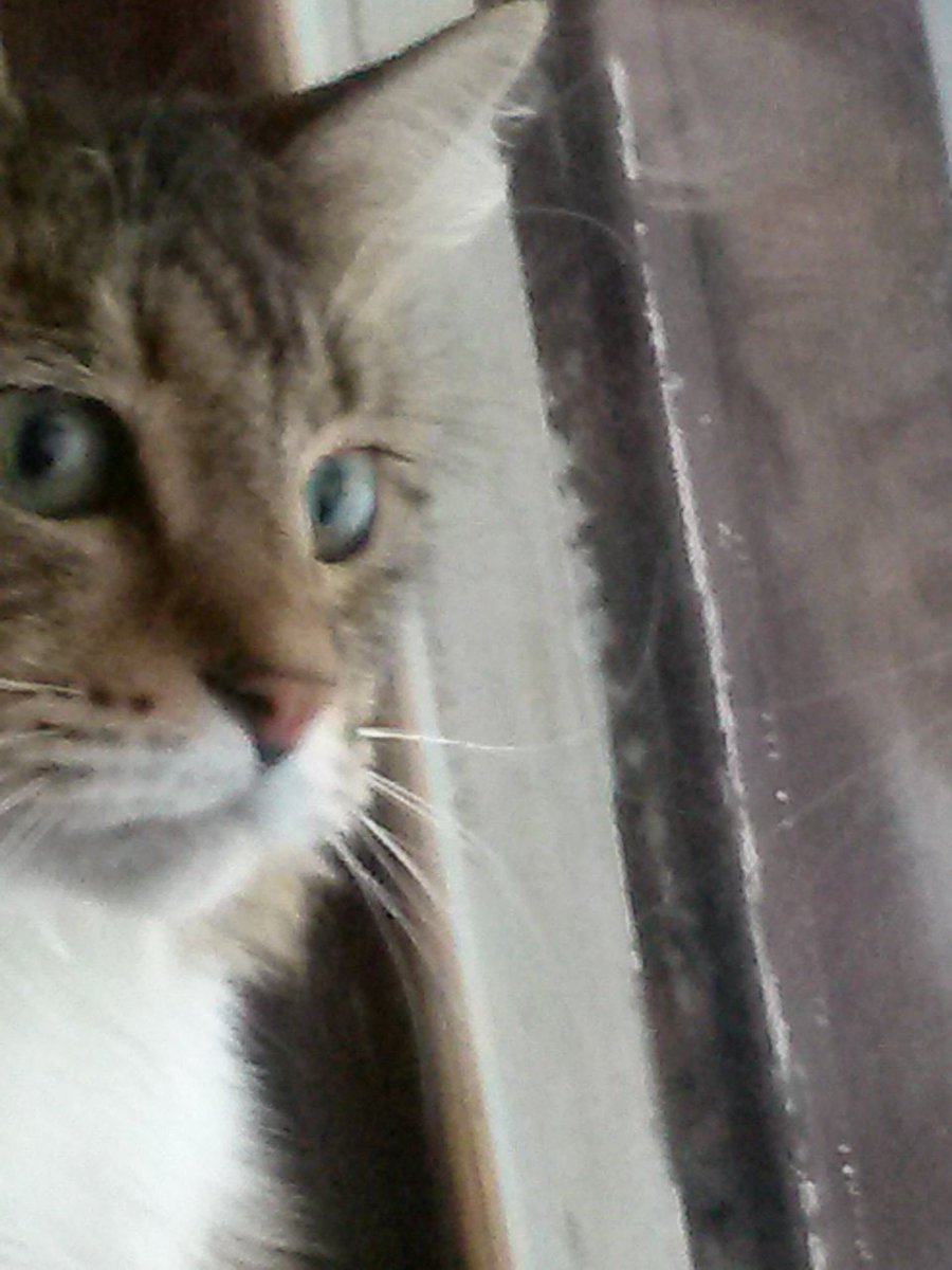 ChatteeKat's tweet image. It was a great day to be a house cat