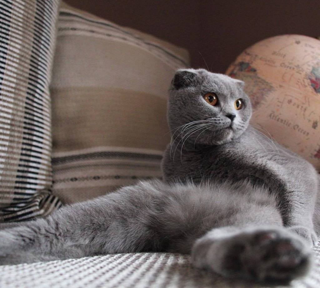 #cat #cats #catsagram #catstagram #kitty #kitten #kittens #pet #pets #petme #animal #anima… ift.tt/1QruCWF