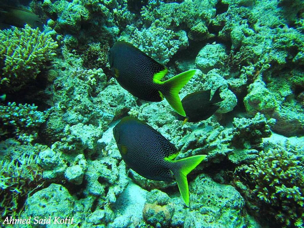 ParadiseCoveStt's tweet photo. gdc_redsea shares: @Gulfdiversdivingcenter # couplesunderthewater #hurghada #underwaterphotography #redseafish #scu… https://t.co/g3zs4plCkT