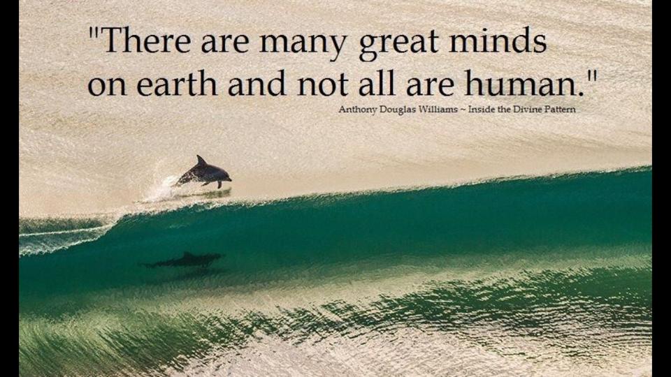 Protect_Dolphin's tweet photo. #nitiasa join the #force 4 #Dolphins
https://t.co/4Gp4TRs43C
#Tweet4Dolphins #StandwithRic
#OpKillingBay #Anonymous https://t.co/AfCN9jfuc0