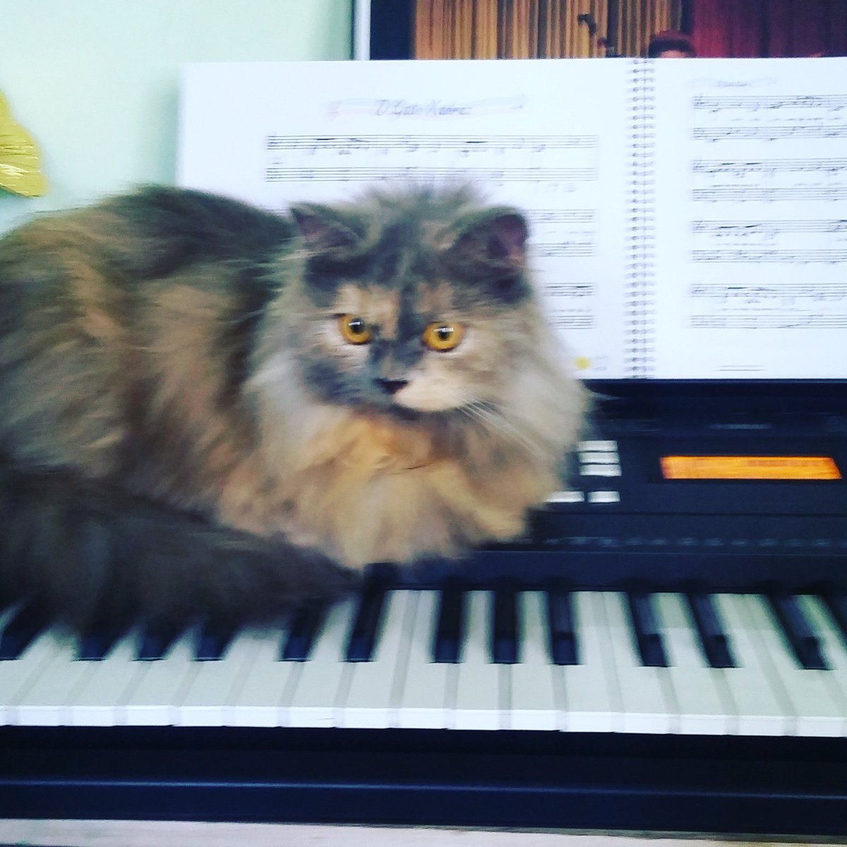 VinhoDa's tweet image. 