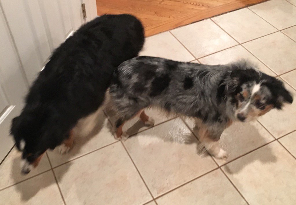 We're bored. #indigoandkodi