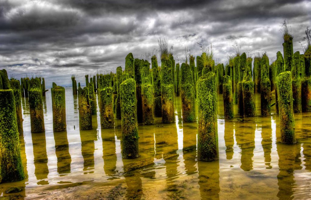 SaltSpringArt tweet picture