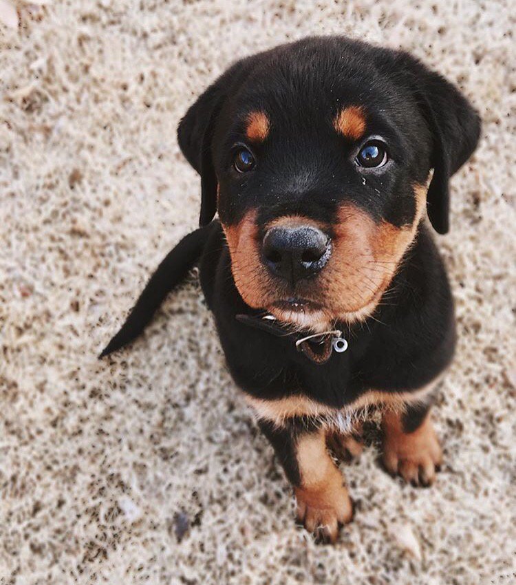 ZingyPet's tweet image. Puppy dog eyes will get you anything. #dogwalkerproblems