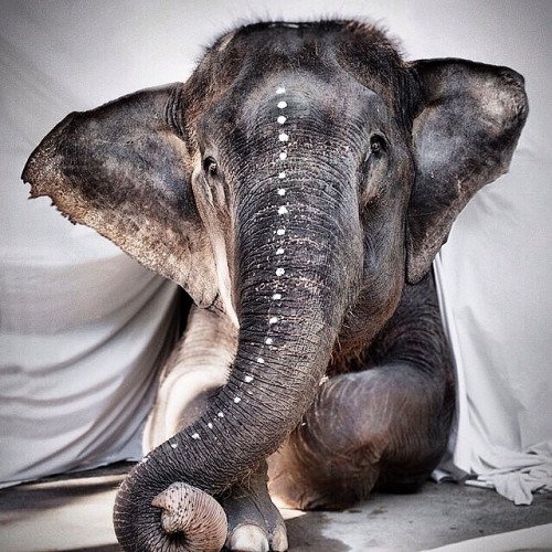 ChiIIVlbes's tweet photo. Here's an Elephant appreciation tweet https://t.co/TlcstJQxws