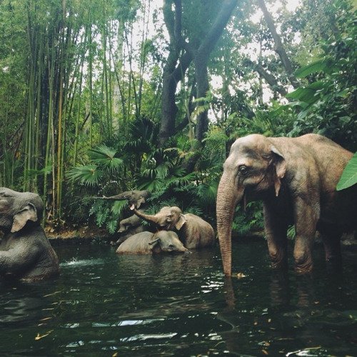 Here's an Elephant appreciation tweet