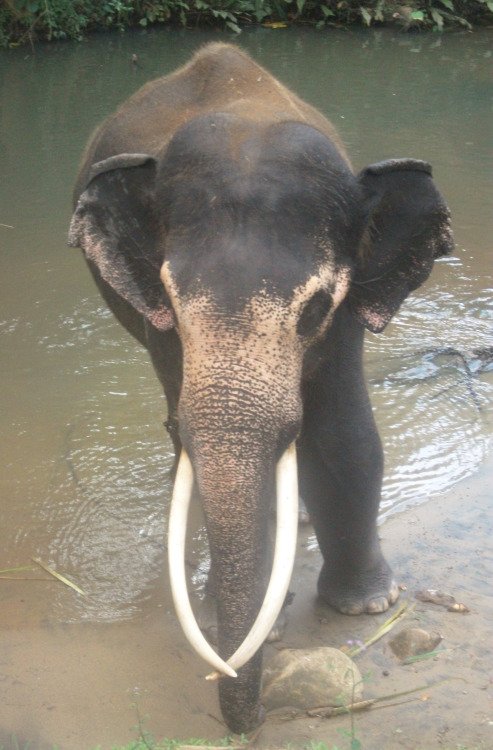ChiIIVlbes's tweet photo. Here's an Elephant appreciation tweet https://t.co/TlcstJQxws