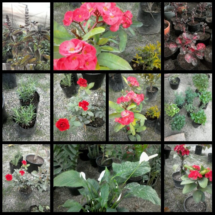 espacioverdepv's tweet photo. Lindo fin de semana!! Mañana los esperamos con nuevas flores y plantas! https://t.co/I3INvJkmFf