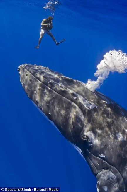 JazzyDolphin's tweet photo. We CAN NOT let Whales go EXTINCT
Fin Whales are already #RacingExtinction
Join #OpWhales
Photo Marco Queral https://t.co/kqXkH2KJC8