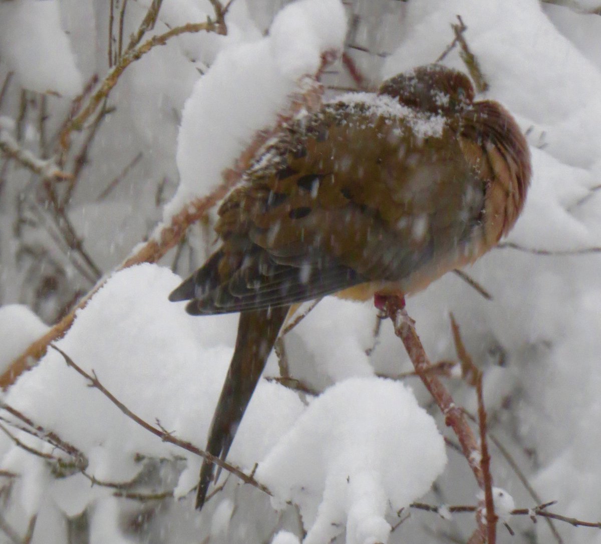 AdCrableLNP's tweet photo. Mourning dove rides out the storm in Lancaster Township. #lnpstormwatch #lancastersnow https://t.co/NkCnnSuAB9