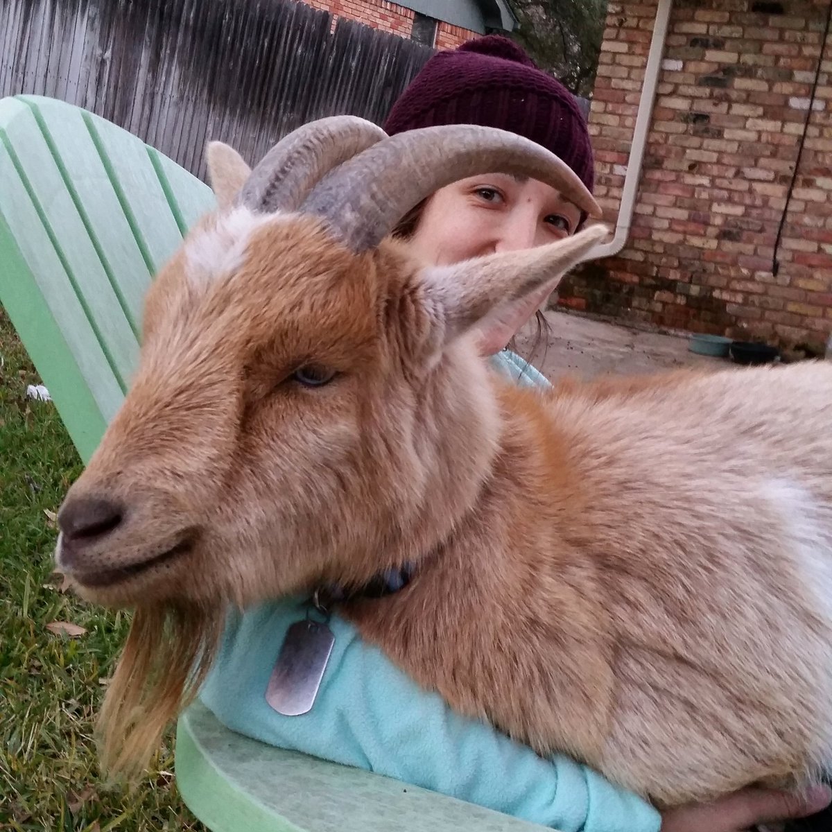MarciHebert's tweet photo. Lap goat #lifeofbooneandcrockett https://t.co/9sY9GPBBll