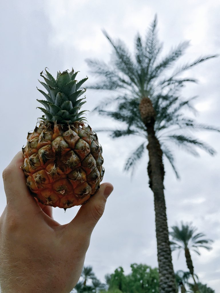 YJesser760's tweet photo. dis little pineapple tryin' to be a palm tree so bad. like if you cry every time https://t.co/OUoJCUc4Xv