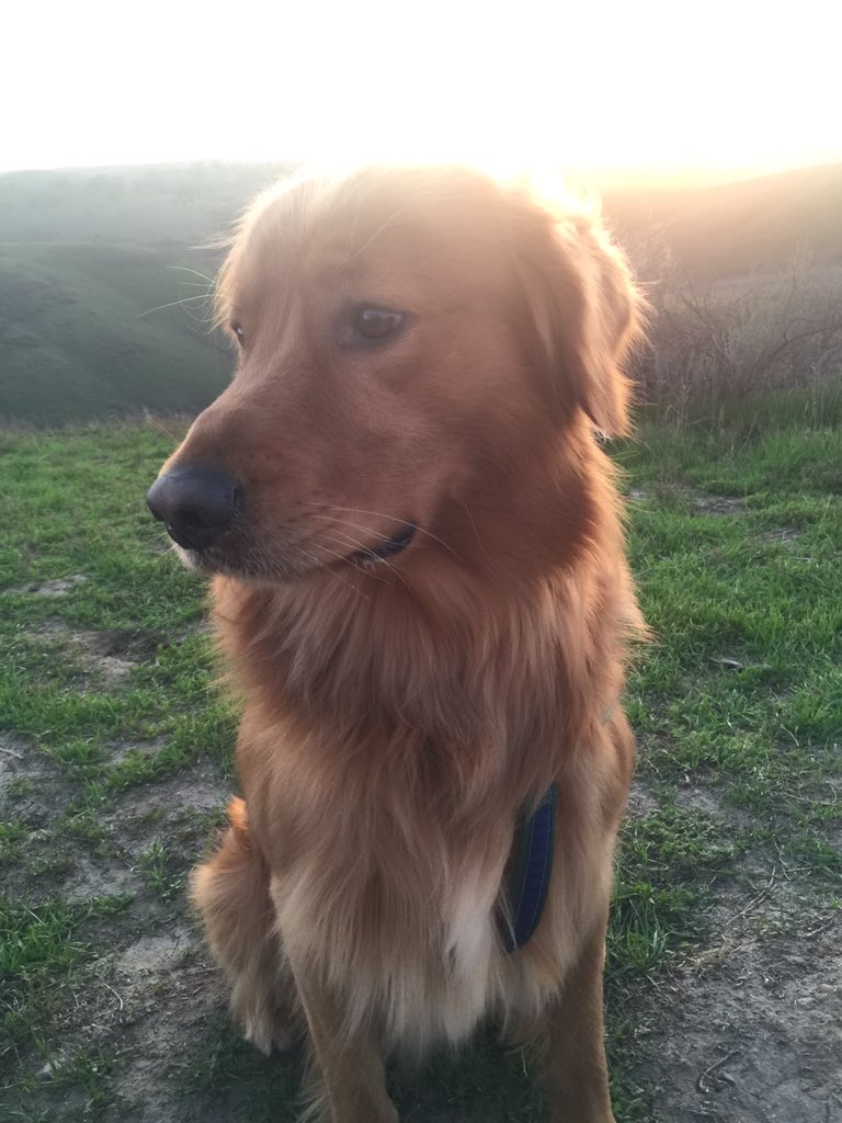 SteamerSteamer's tweet photo. #KnappRanch #goldens #goldenretriever #welovegoldens https://t.co/MxU6rY4DE3
