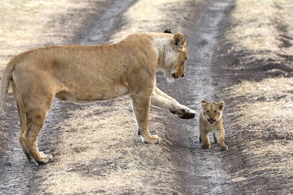 SafariInfinity's tweet photo. If you want to go quickly, go alone. If you want to go far, go together. -African proverb https://t.co/NqfpLiB0PM https://t.co/uqbiqsMBdp