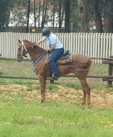 ReniceDeGroot's tweet photo. My new OTTB Longstride...wonderful boy already with on a week of work! https://t.co/Uf0CFaHq1V