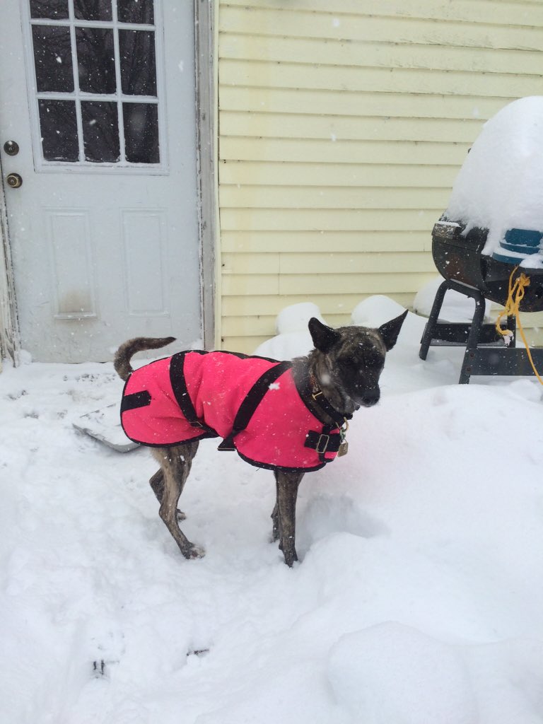YadalanhXolos's tweet photo. Cricket is not a fan of #jonasblizzard #jonas2016 https://t.co/PaH9rQbF25