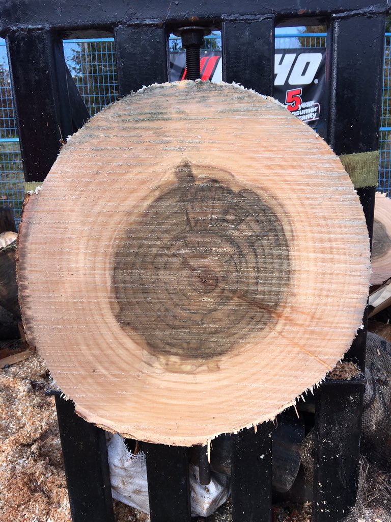 sheaemry's tweet photo. Can someone in the #timbersports #loggersports world coach @tgant53 and I up on our #doublebuck simply from this pic https://t.co/ByLXP8BV3s