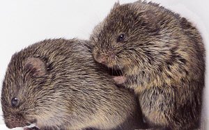 PortlandRose143's tweet photo. ❣️#PrairieVole:Capable of #ConsolingBehavior!

Prior Belief~Humans+ a Few evolved animals are capable of #Compassion https://t.co/85ZXgol487