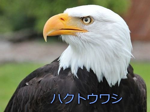 アメリカの国鳥 ハクトウワシ がいつも横向きに描かれる なぜなら正面から見ると これは納得するわ Togetter