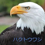 ハクトウワシ（アメリカの国鳥）が正面で使われない理由!