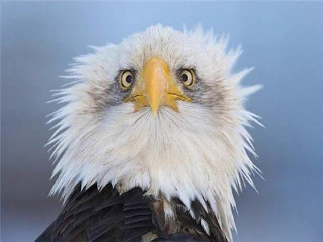 ハクトウワシ（アメリカの国鳥）が正面で使われない理由ｗｗｗ