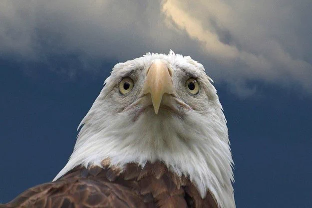 ハクトウワシ（アメリカの国鳥）が正面で使われない理由ｗｗｗ