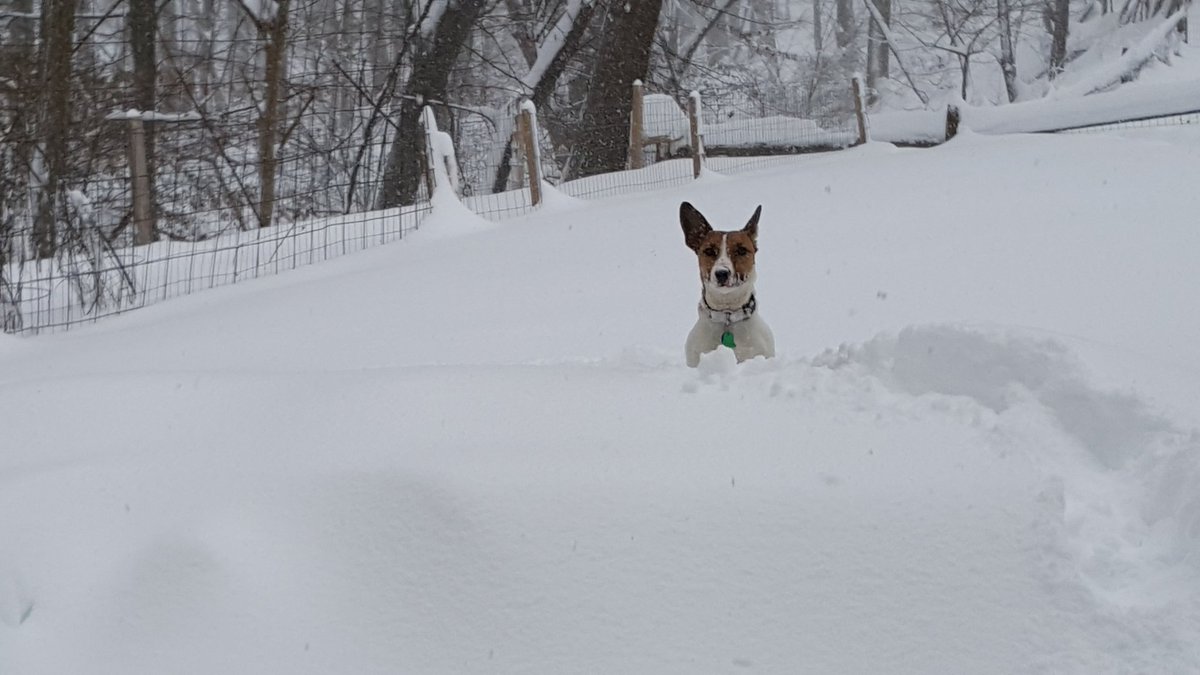 Gn from Rockville. 30" ++.
#blizzard2016 <a href="/ChuckBell4/">Chuck Bell</a>