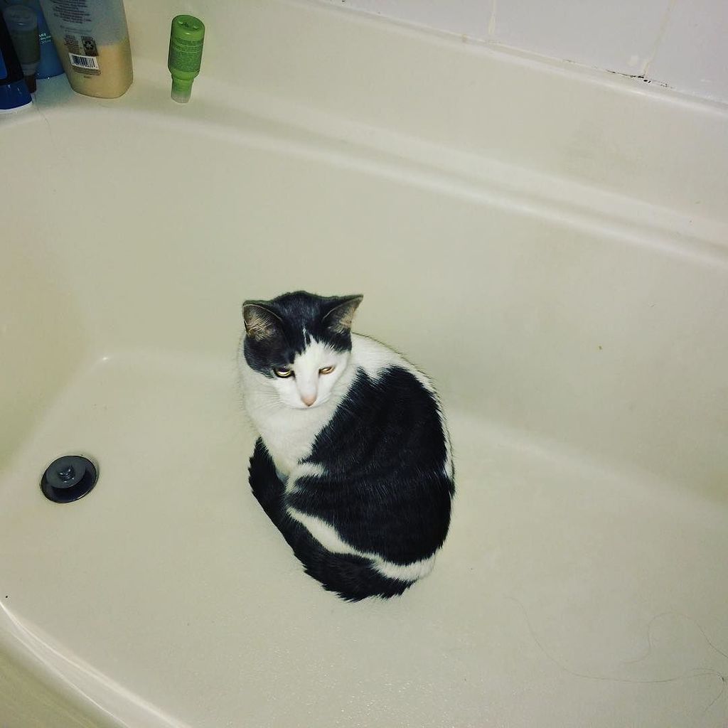 Amanda_Bellaire's tweet photo. The heck? It's a blizzard, Snicky, not a tornado. Get out of my bathtub. #vaphotographer #snickersthecat #blizzard2… https://t.co/y8pZbU6wm2