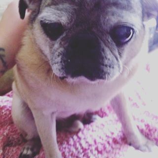 Joy_PhotoCam's tweet photo. #pug #pugs #puglife #pugsnotdrugs #puggin #pugperfect https://t.co/xtDy1dwDeV https://t.co/sHuJ0RiiTY