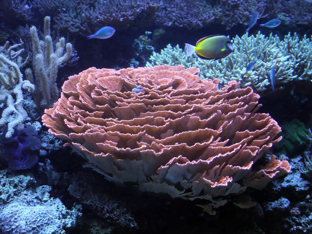 Oceanwire's tweet photo. Tropical corals to help unlock ocean's secret history  https://t.co/3OBcztIraL 
MT @Oceana https://t.co/mztA767Blg