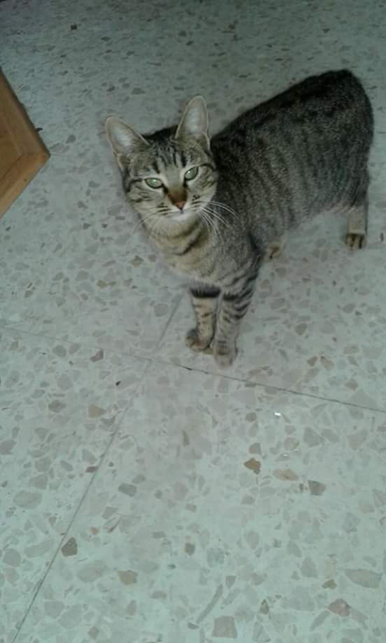 InocentesHuelva's tweet photo. Gatita en adopción #Huelva
https://t.co/DLYcK8LXaJ https://t.co/WJhGT90iwN