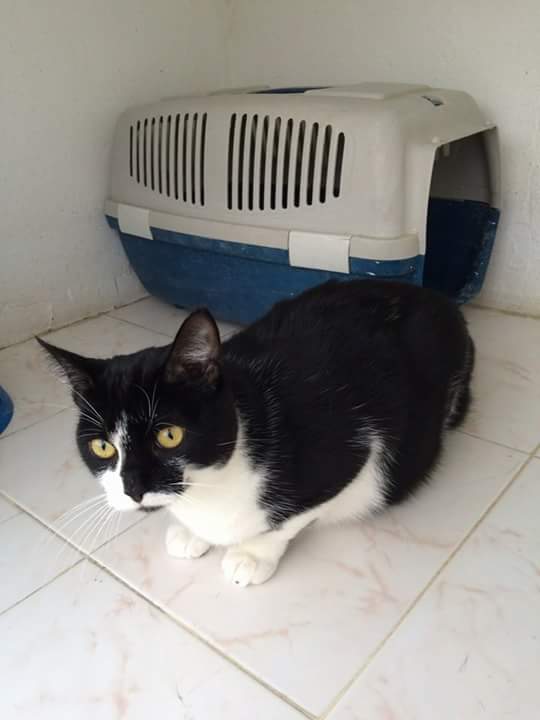 InocentesHuelva's tweet photo. En #perrera muy urgente #Huelva
Busca adopción. 
https://t.co/cSWYunhrzw https://t.co/XOXWuE4j7t