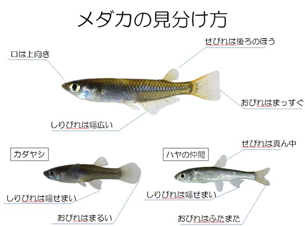 Taiga Yodo Oikawamaru 幅 とか 高さ とか 大学生とでも何を指すのか食い違ったりしますし メダカ カダヤシ ハヤ類稚魚は一度見分けられるようになれば簡単なので より多くの方に見分けられるようになってもらいたいですね Twitter